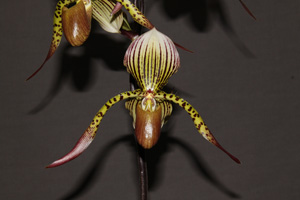Paph. Houghtoniae Janet AM 80 pts